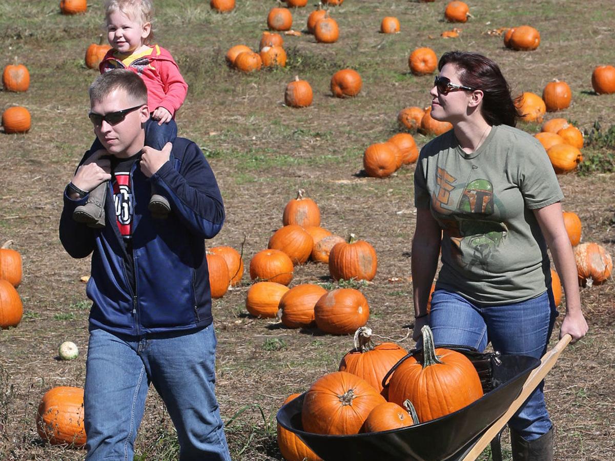 richmond pumpkin patch guide 2016 entertainment richmond com richmond pumpkin patch guide 2016