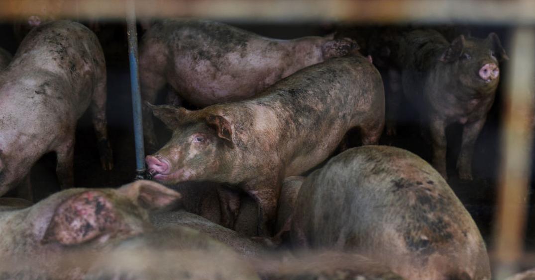Why Virginia should reject the 'Save Our Bacon Act' | Guest column