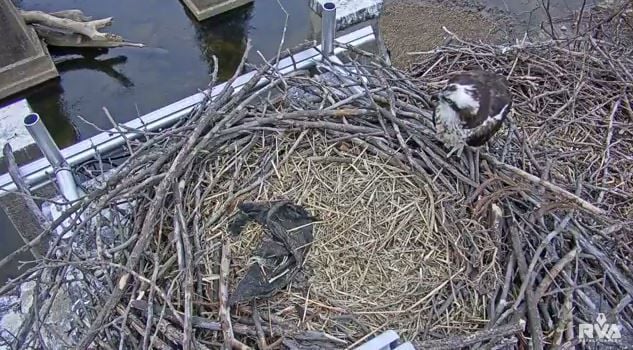 osprey bird cam