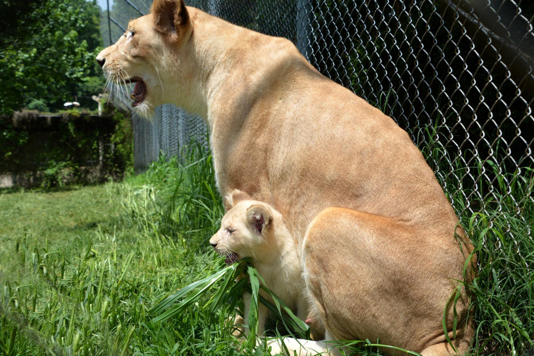 PHOTOS Baby animals at the Metro Richmond Zoo over the years Life