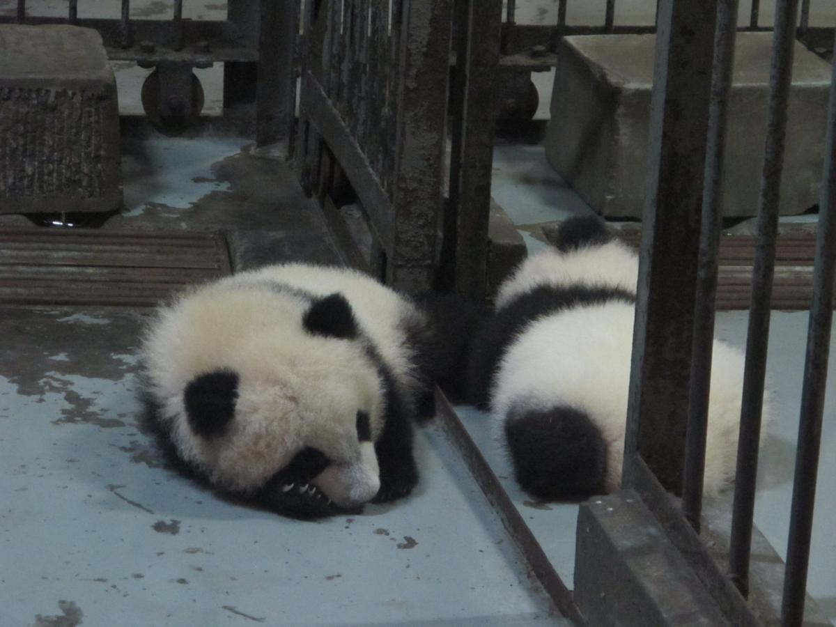 Panda Paradise Visit A Chinese Center Filled With The Cute