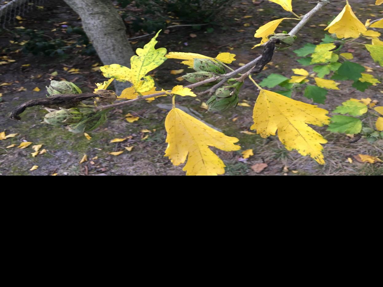Gardening Q A Rose Rosette Disease Delivers Death Blow To Knockout Bushes Richmond Com