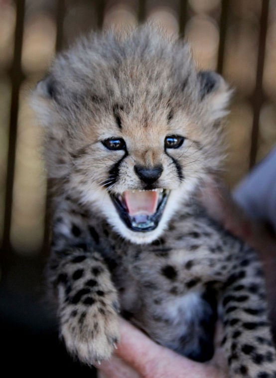 Cheetah Diet In Captivity Movie