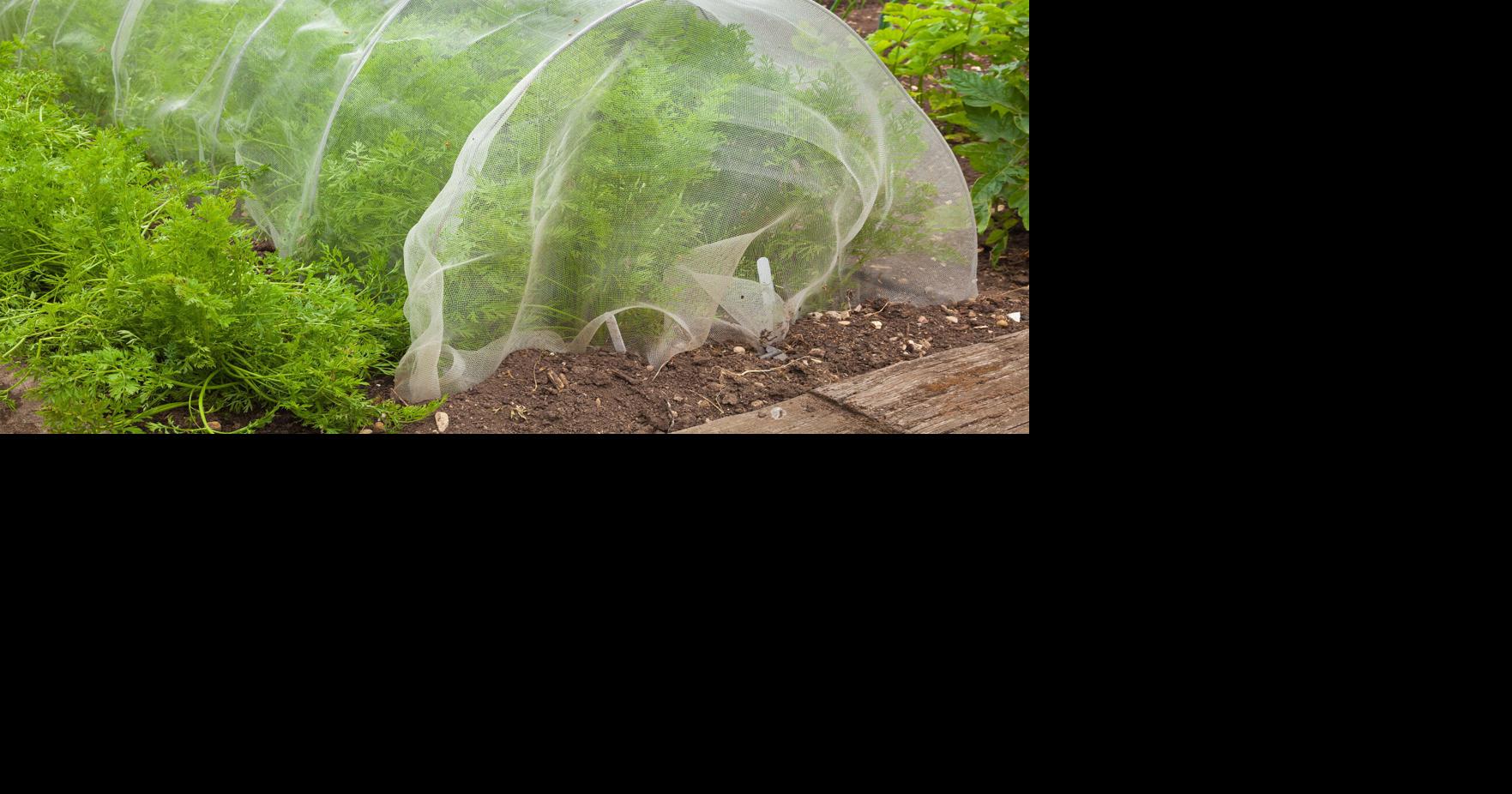 LIVING SPACE How to keep animals from wrecking your garden Jun 20, 2026