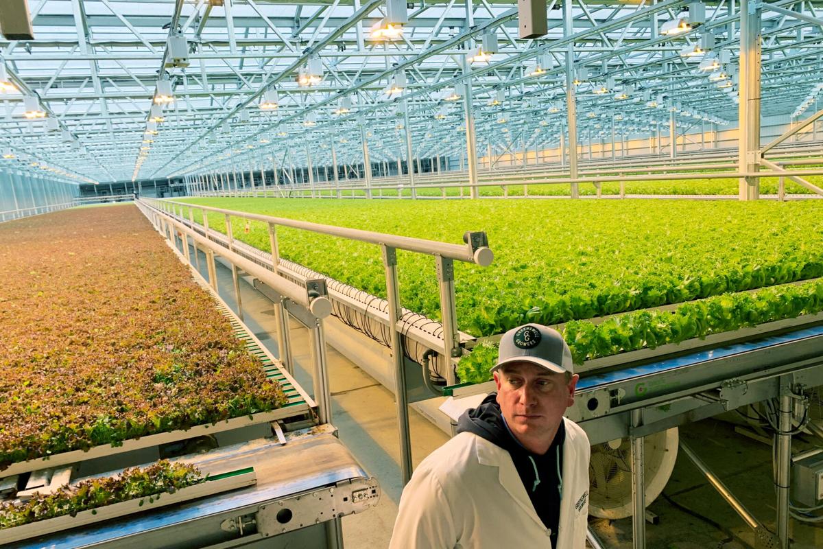 Tops partners with greenhouse grower Little Leaf Farms