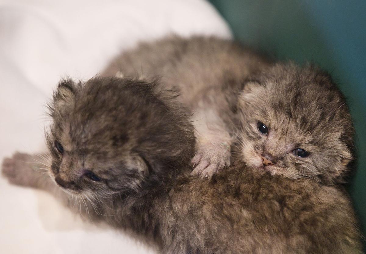 PHOTOS: Pallas' cat kittens born at Mill Mountain Zoo ...