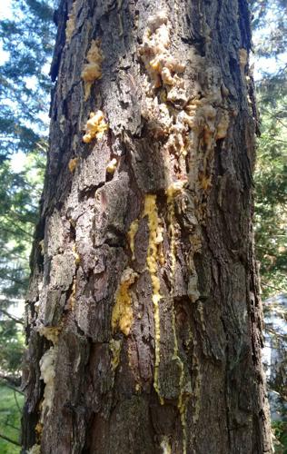 pine beetles