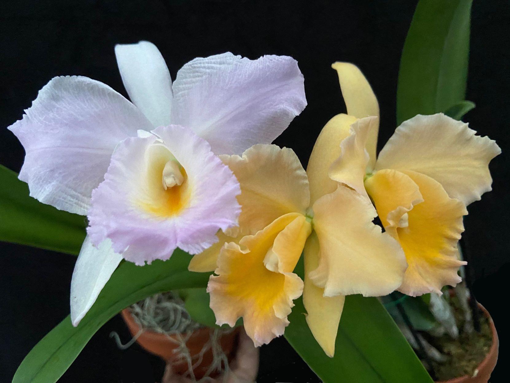 Orchids Raising Orchid Seedlings Home Garden Richmond Com