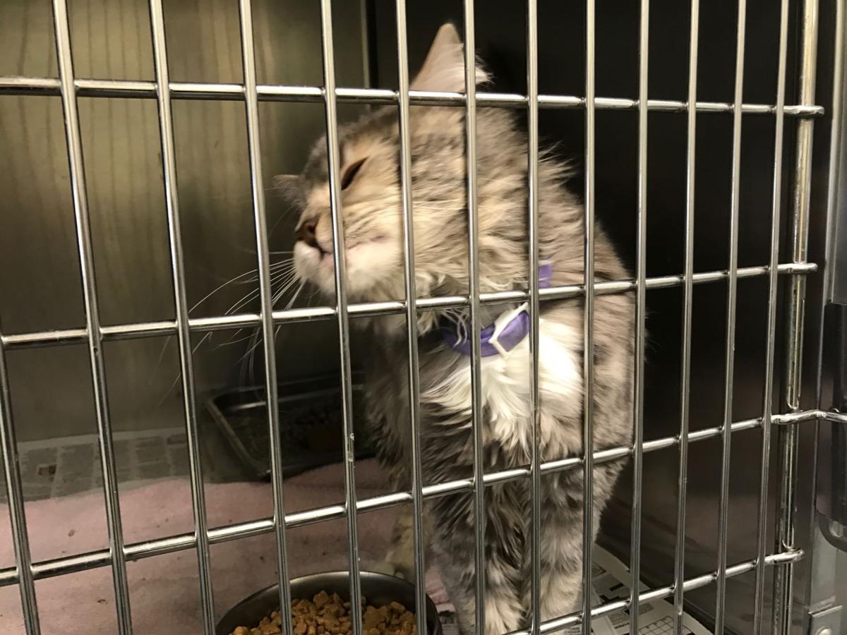 Sunday Q&A with Lt. Shawn Sears of the Henrico Animal Protection Police