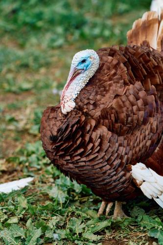 Thanksgiving turkey