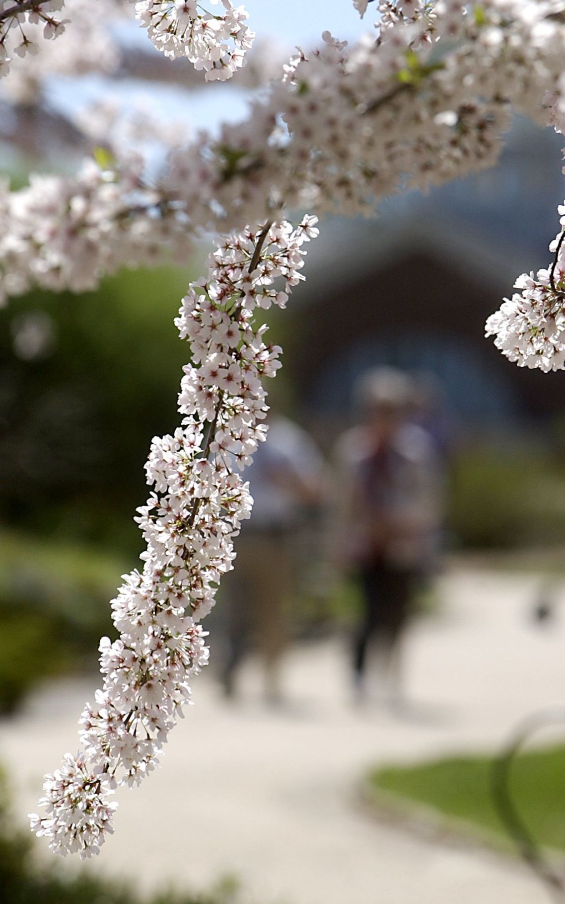 Early spring means area cherry blossoms will peak in the next two weeks