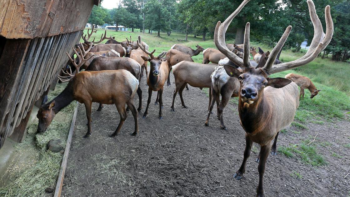Virginia launches live 'Elk Cam' â?? just in time for the peak of mating season | Virginia elk cam live