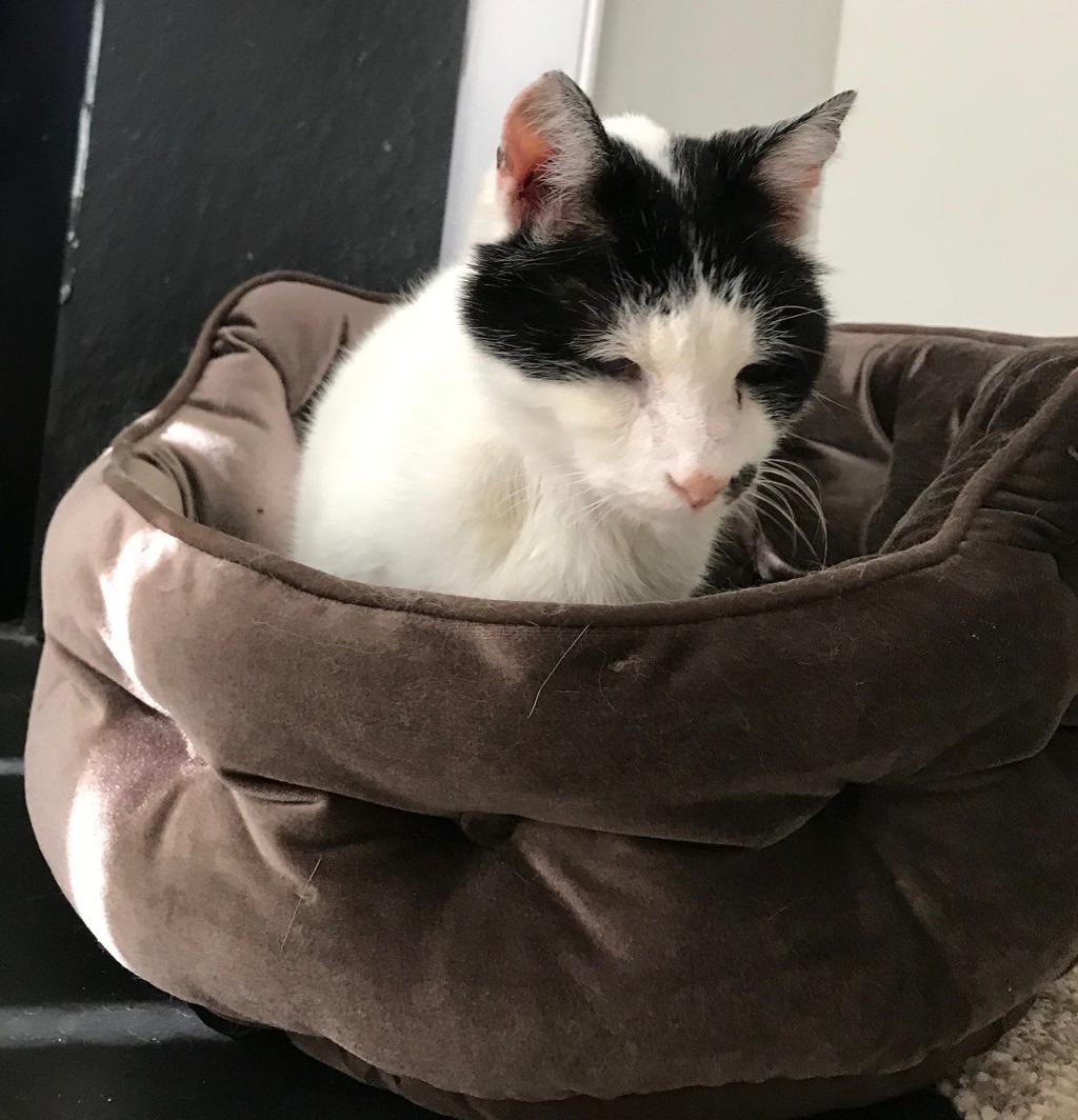 Oreo The Blind Deaf And Asthmatic Cat Reunited With Powhatan