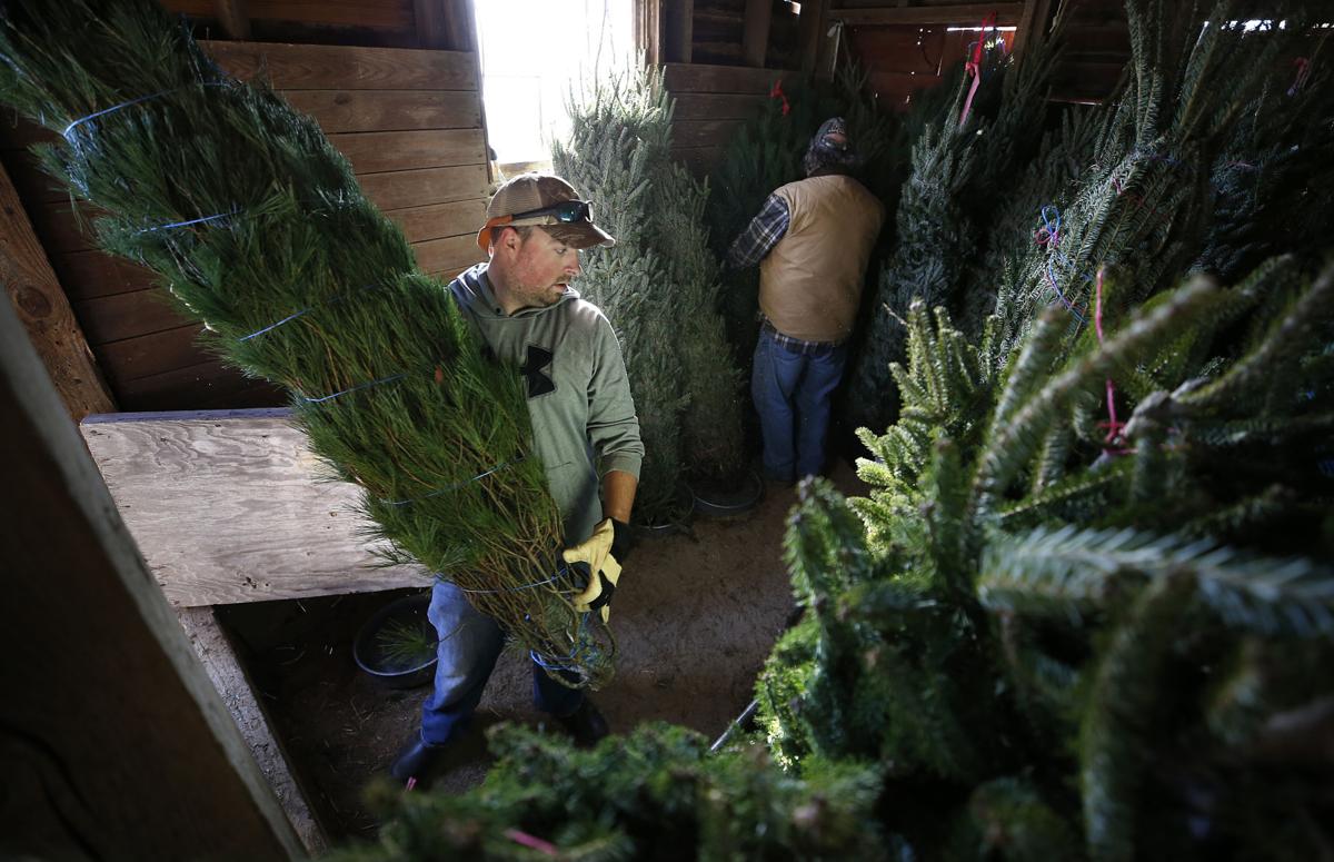 Christmas Tree Supply Expected To Be Tighter This Year Could Drive Up Prices Business News Richmond Com