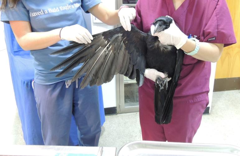 Raven with injured wing