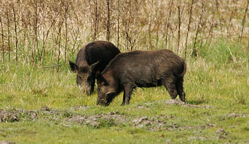 DWR Needs Your Help to Track Rare and Elusive Animals