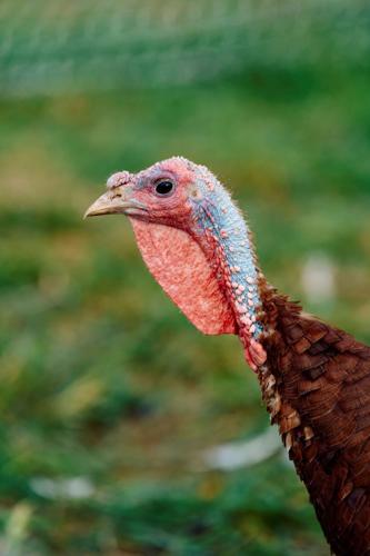 Heb Homestead turkey