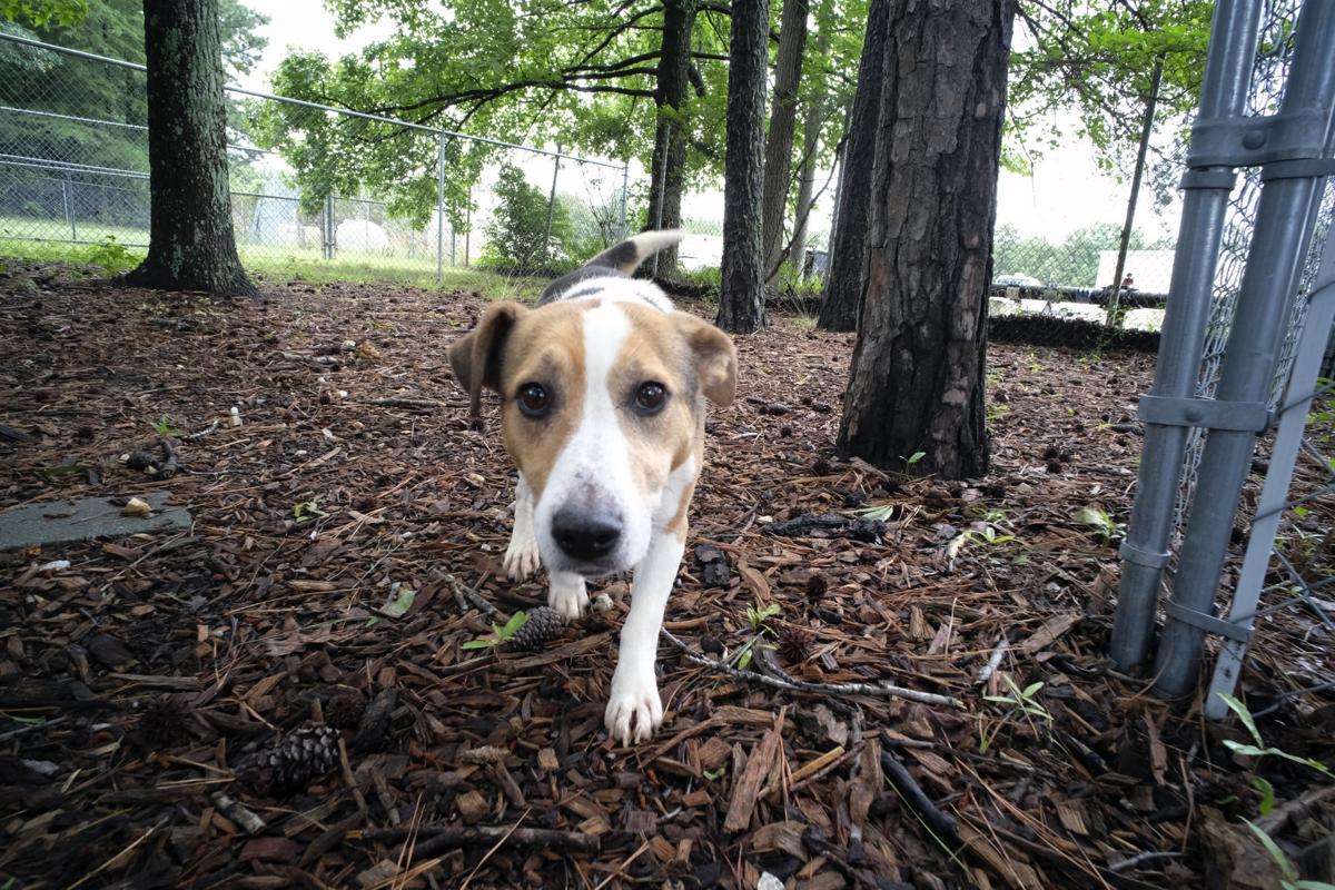 Pet Adoption Centers Richmond Va Richmond Va Plott Hound Meet Puppies