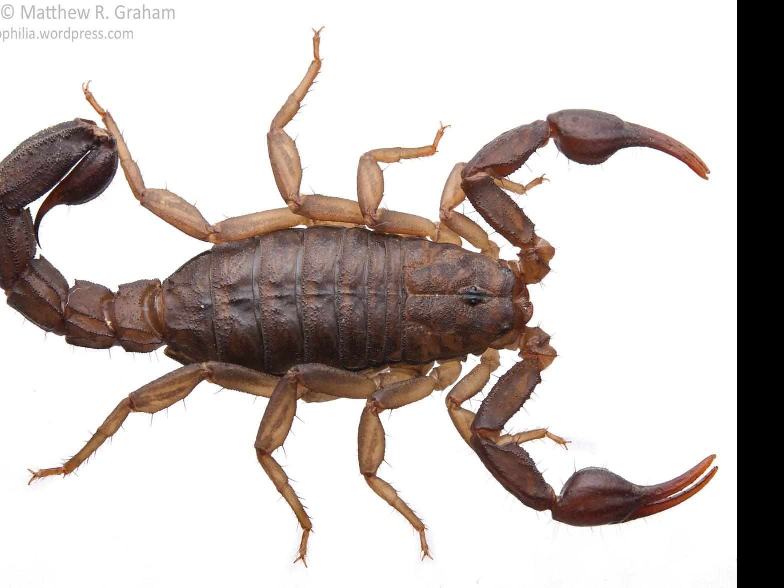 Just A Little Sting Virginia Has A Scorpion But Barely Discover Richmond Richmond Com