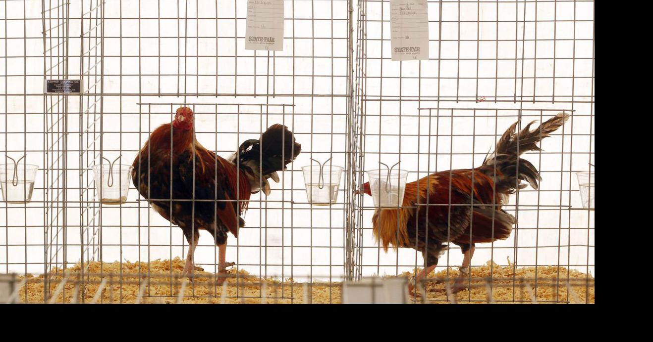 Hanover to weigh measures on keeping of chickens, bees in residential areas