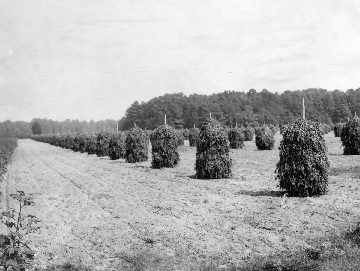 From The Archives Scenes From Virginia Peanut Farms From The Archives Richmond Com