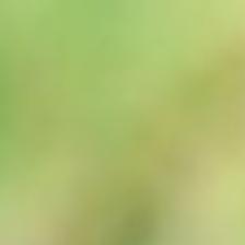 Hummingbirds Flock To Goochland Home Goochland Gazette