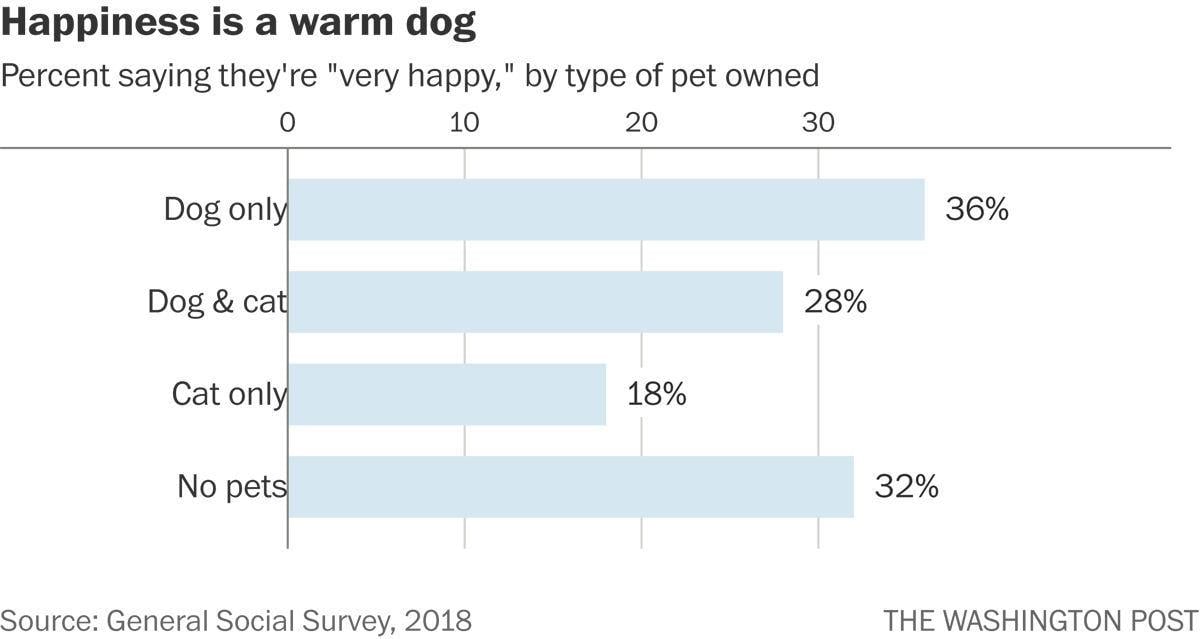 Dog owners are much happier than cat owners, survey finds