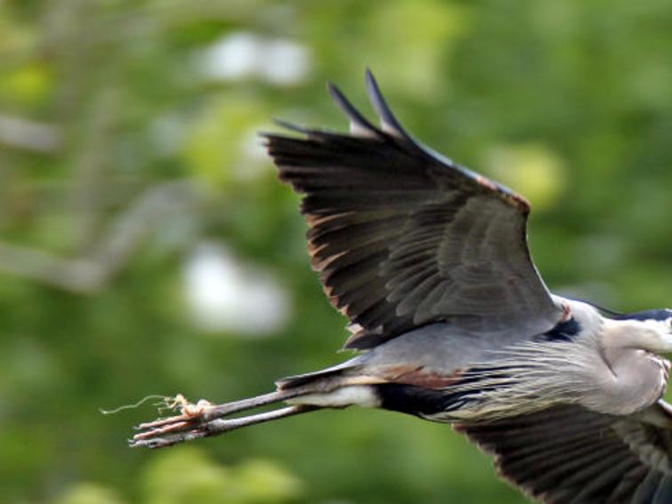 Great Blue Herons Make Huge Comeback Survey Shows Virginia Richmond Com