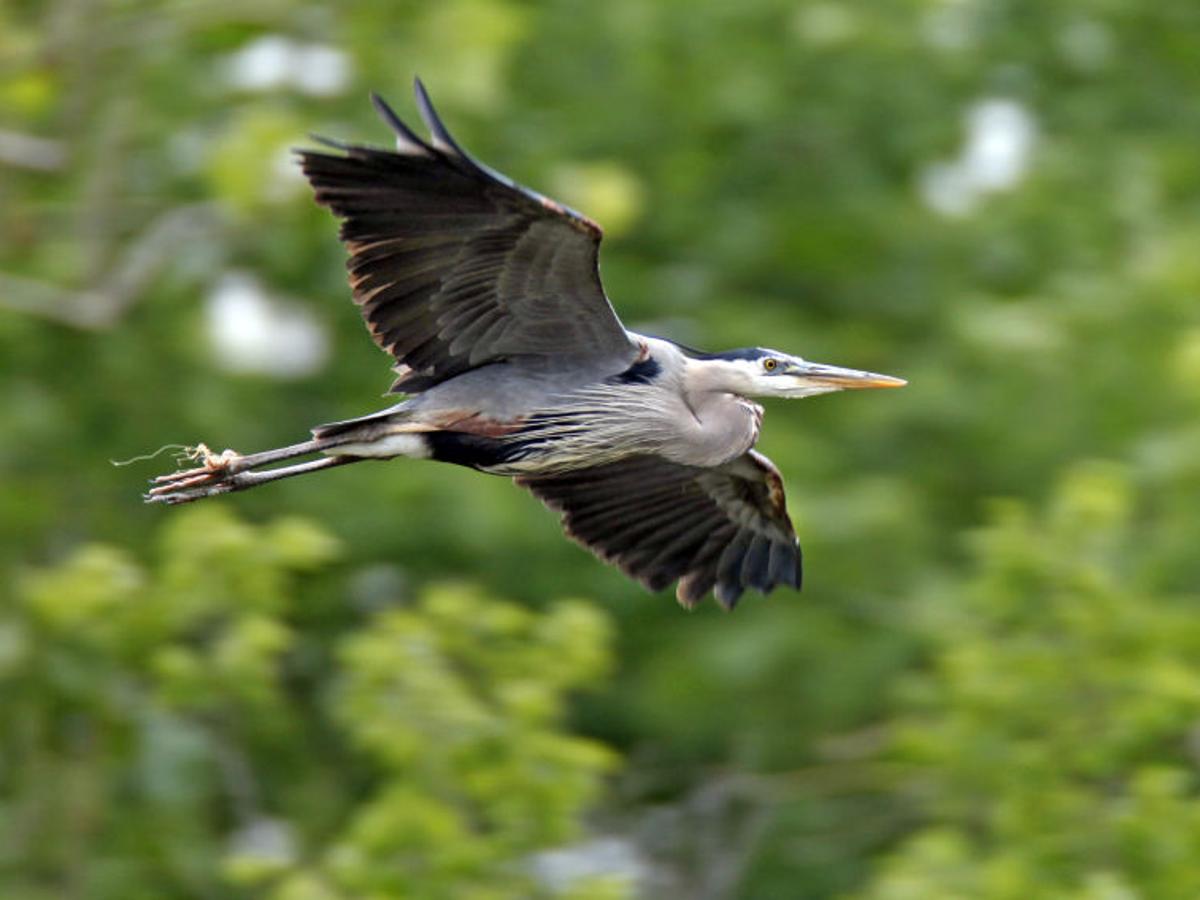 Great Blue Herons Make Huge Comeback Survey Shows Virginia Richmond Com Great Blue Herons Make Huge Comeback Survey Shows Virginia Richmond Com