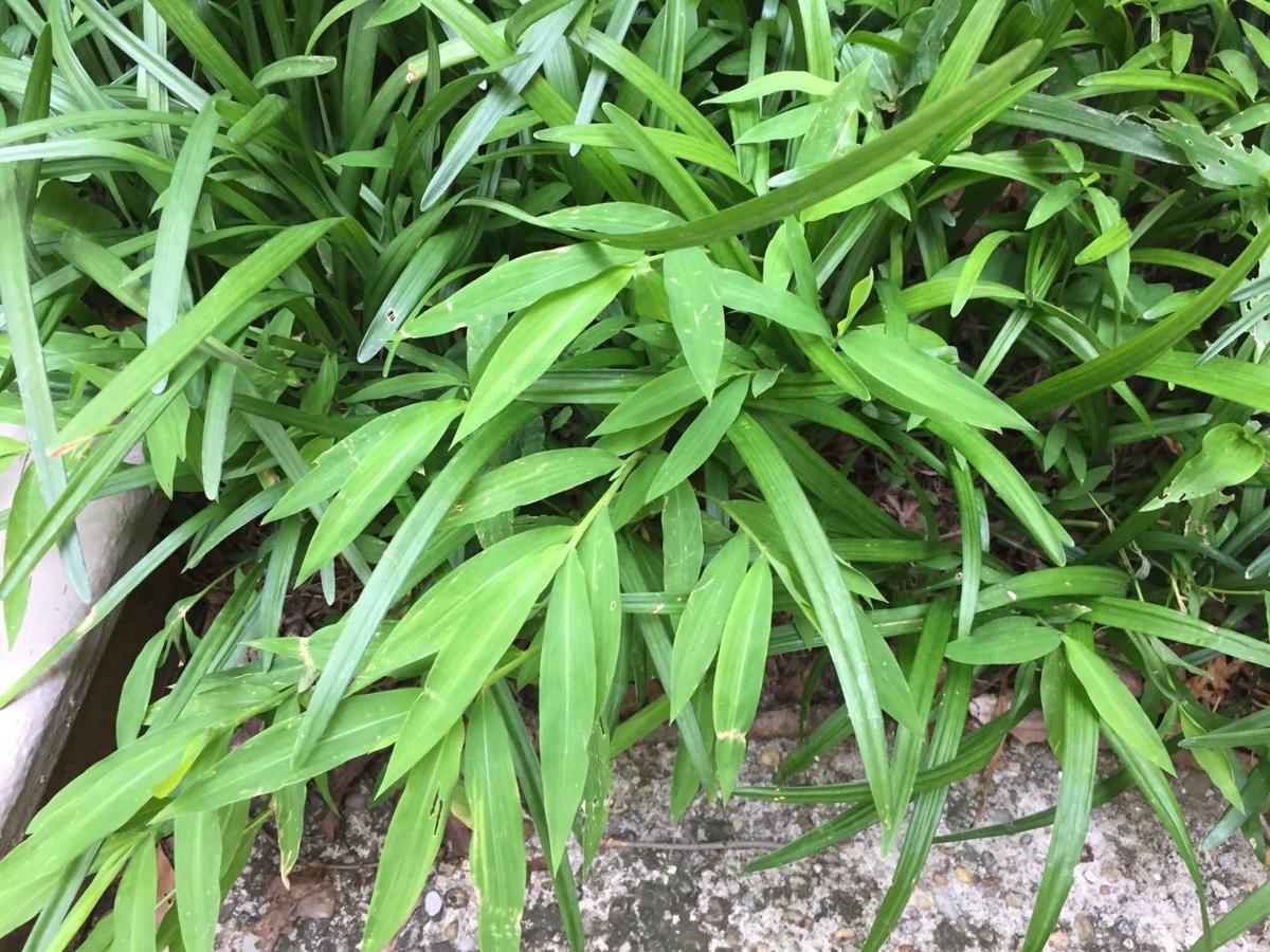 Gardening Q A Fending Off An Invasion Of Japanese Stiltgrass Richmond Com