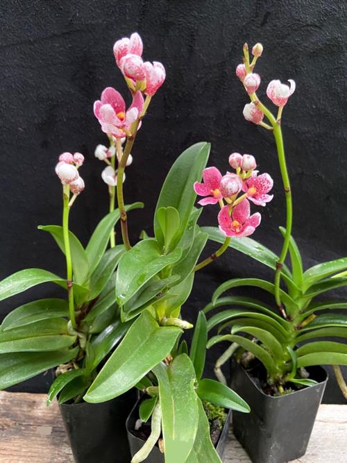 Orchids Welcoming Locally A Charming Petite Cutie From Australia Home Garden Richmond Com