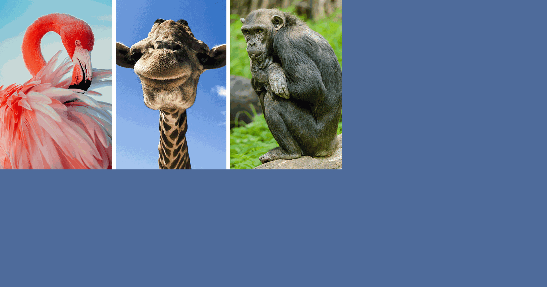 10 Boldly Bisexual Animals