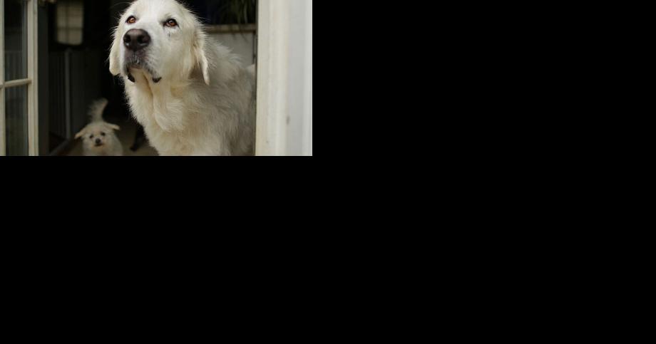 Hero dog who saved family from fire finds home on Franklin farm - Vimarsana News