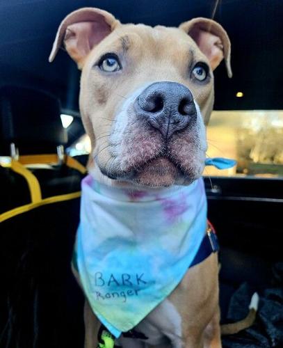 Pets at Virginia State Parks