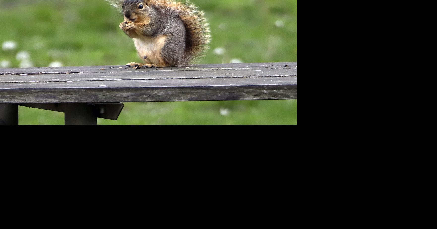 Squirrel tests positive for bubonic plague in Colorado, officials say