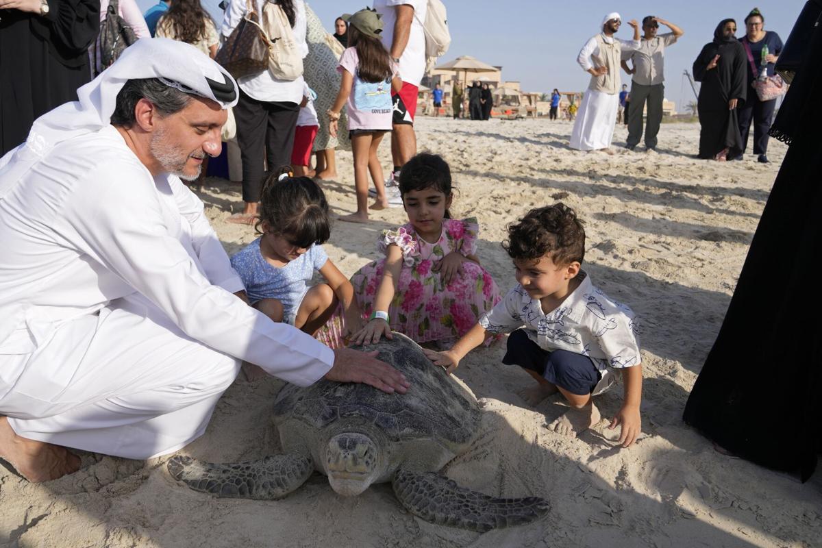 13 cold, stunned sea turtles from New England given holiday names