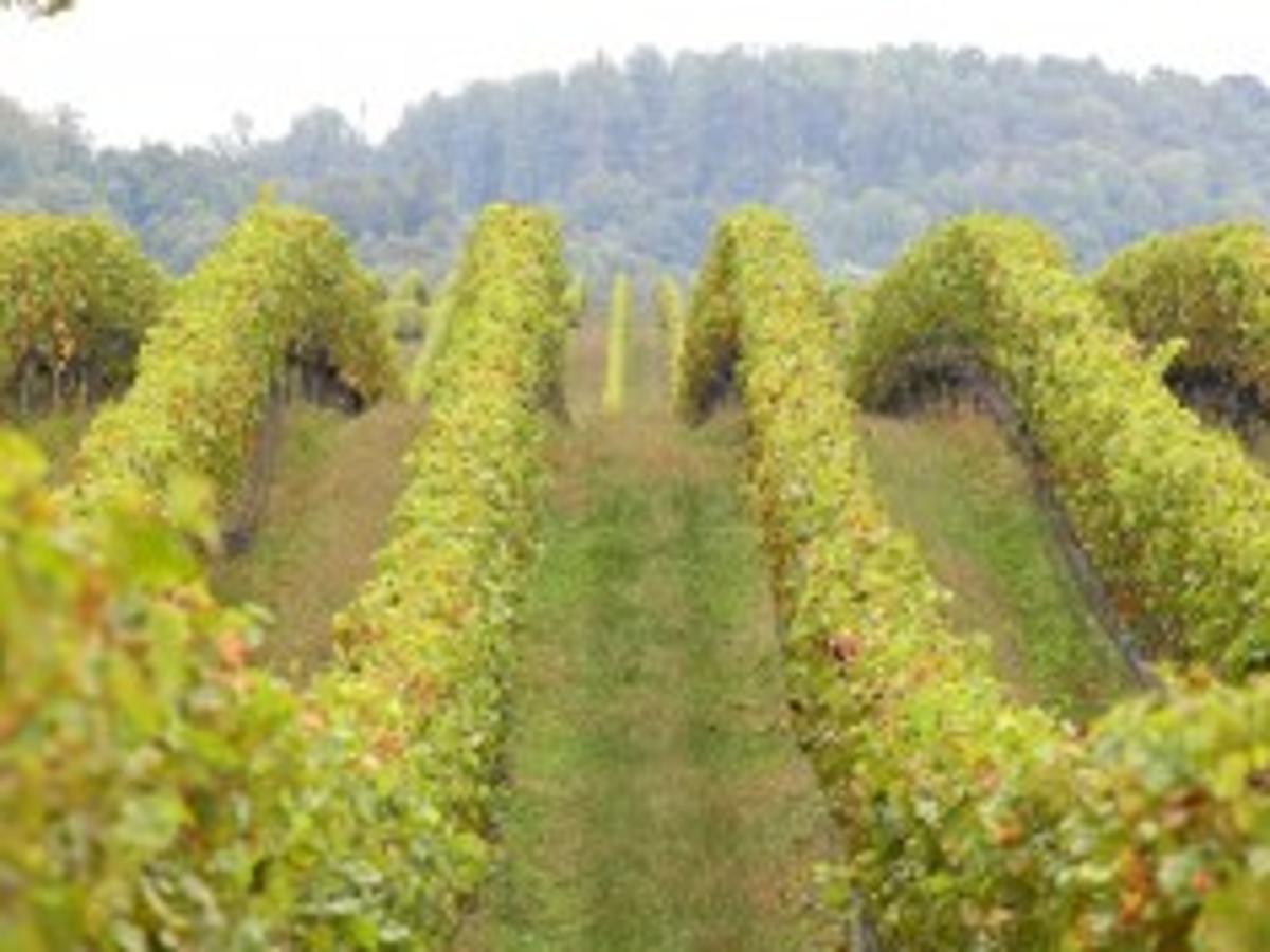 Elk Run Winery Virginia Estates