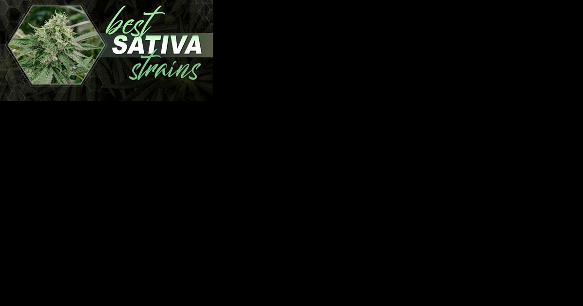 12 Best Sativa Strains to Try in 2024 - Vimarsana News