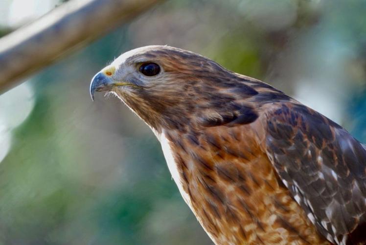 Maymont at 100: Hawk