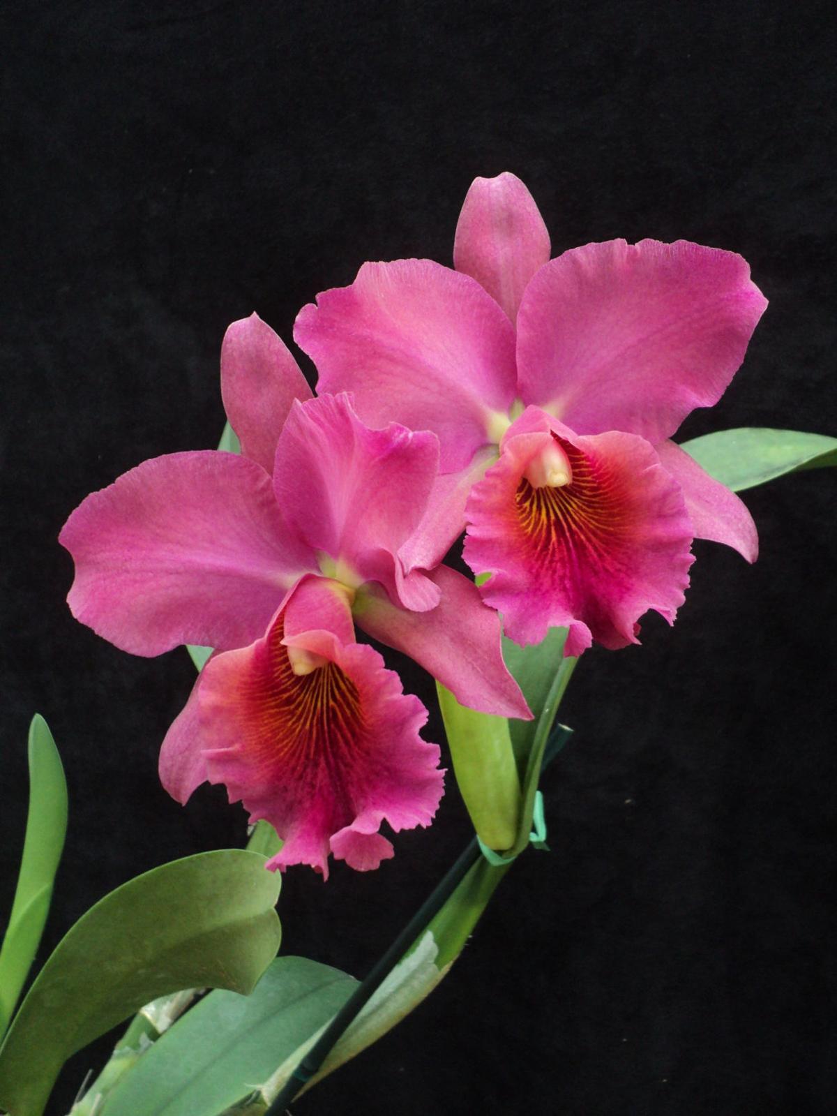 Orchids Melania Trump's namesake orchid