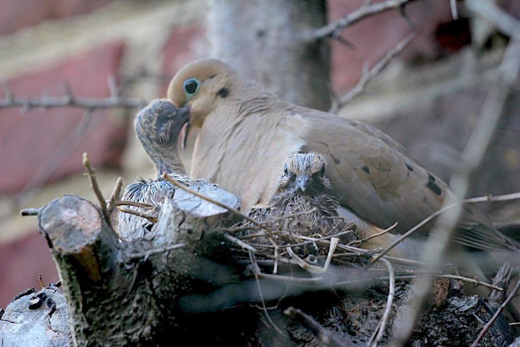 Flyways And Byways Nesting Mourning Doves Richmond Com