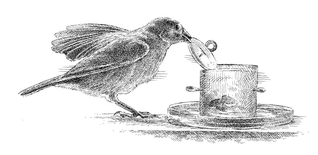 Book Review Nonfiction The Genius Of Birds