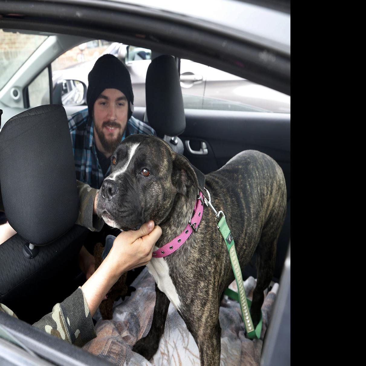 What A Blessing Stay At Home Orders Mean Record Number Of Animal
