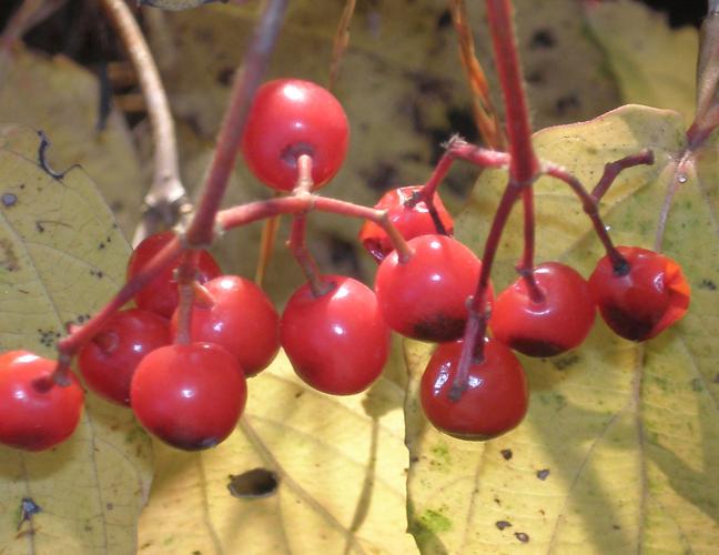 What are the beautiful red berries by the side of the road