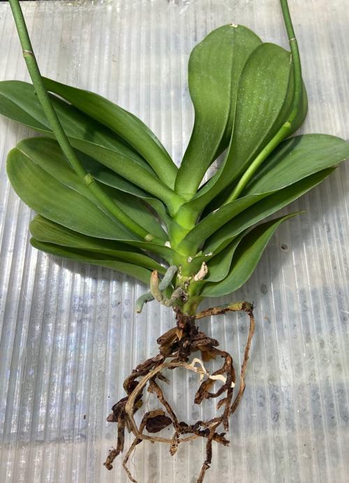 Orchids No Roots No Problem Home Garden Richmond Com Spider plants grow like weeds if you keep them trimmed and you don't let them rot, she says. orchids no roots no problem home