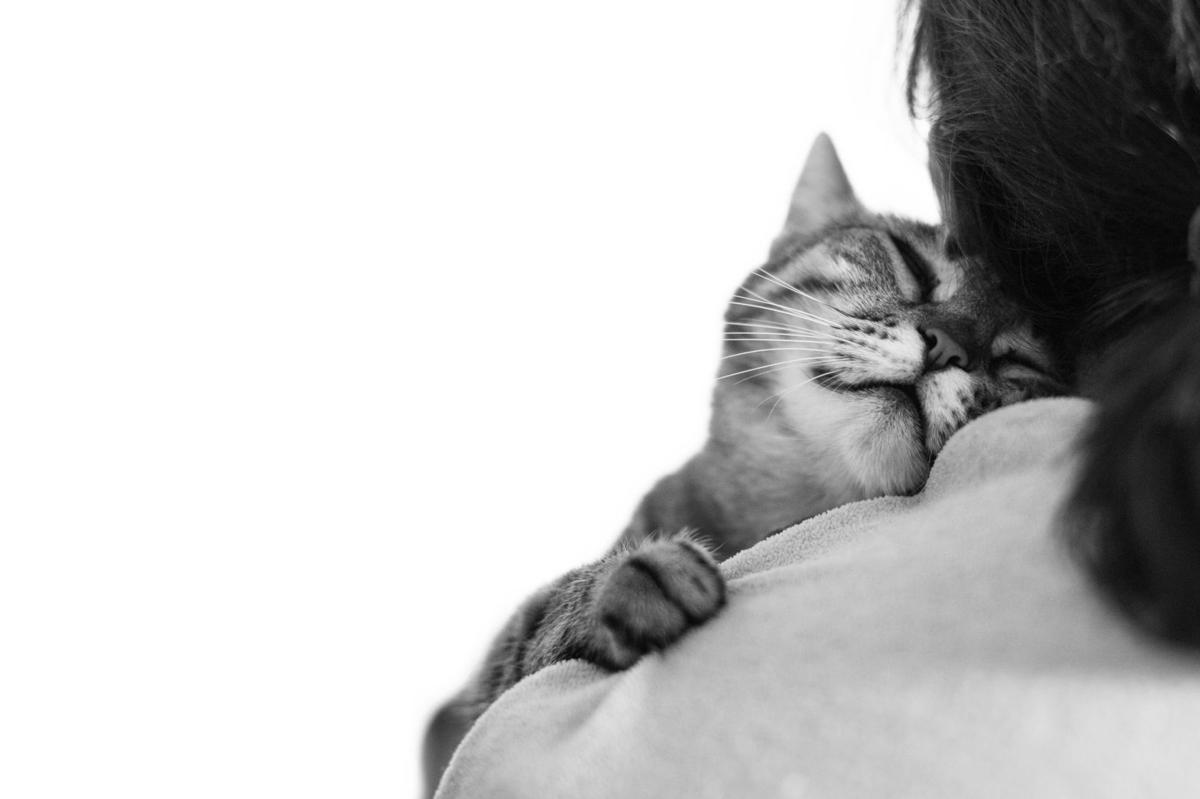 Aloof For Cats It S Just An Act National Richmond Com