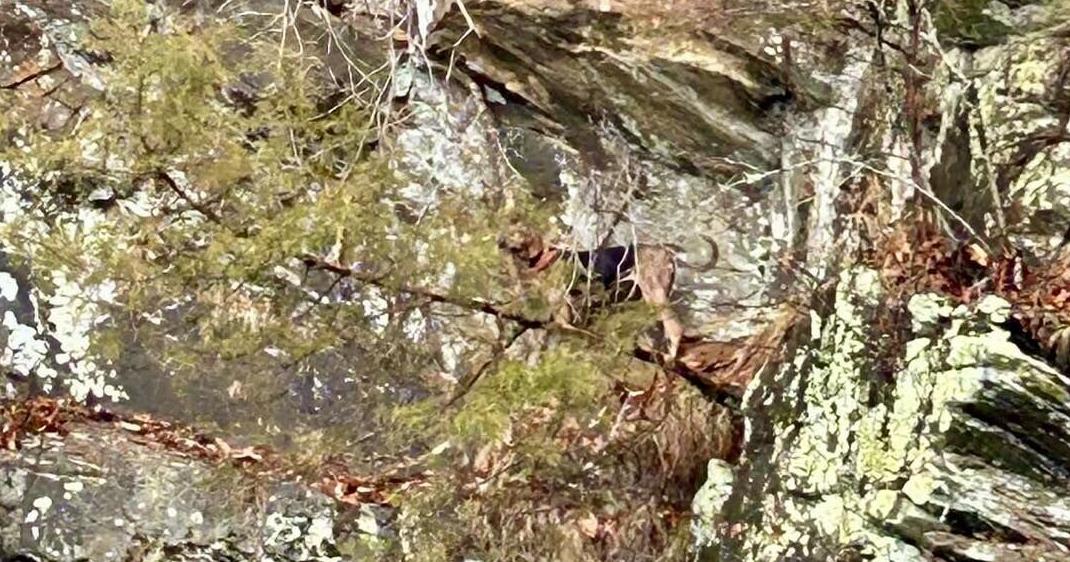 Hund von Klippe über dem Tye River in Nelson County gerettet