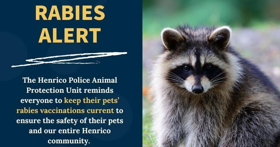 Rabid racoon captured in Mechanicsville