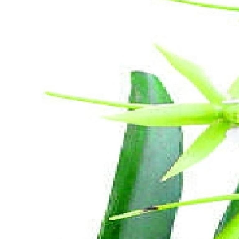 Angraecum Orchids Are Easy To Grow But Hard To Find Richmond Com