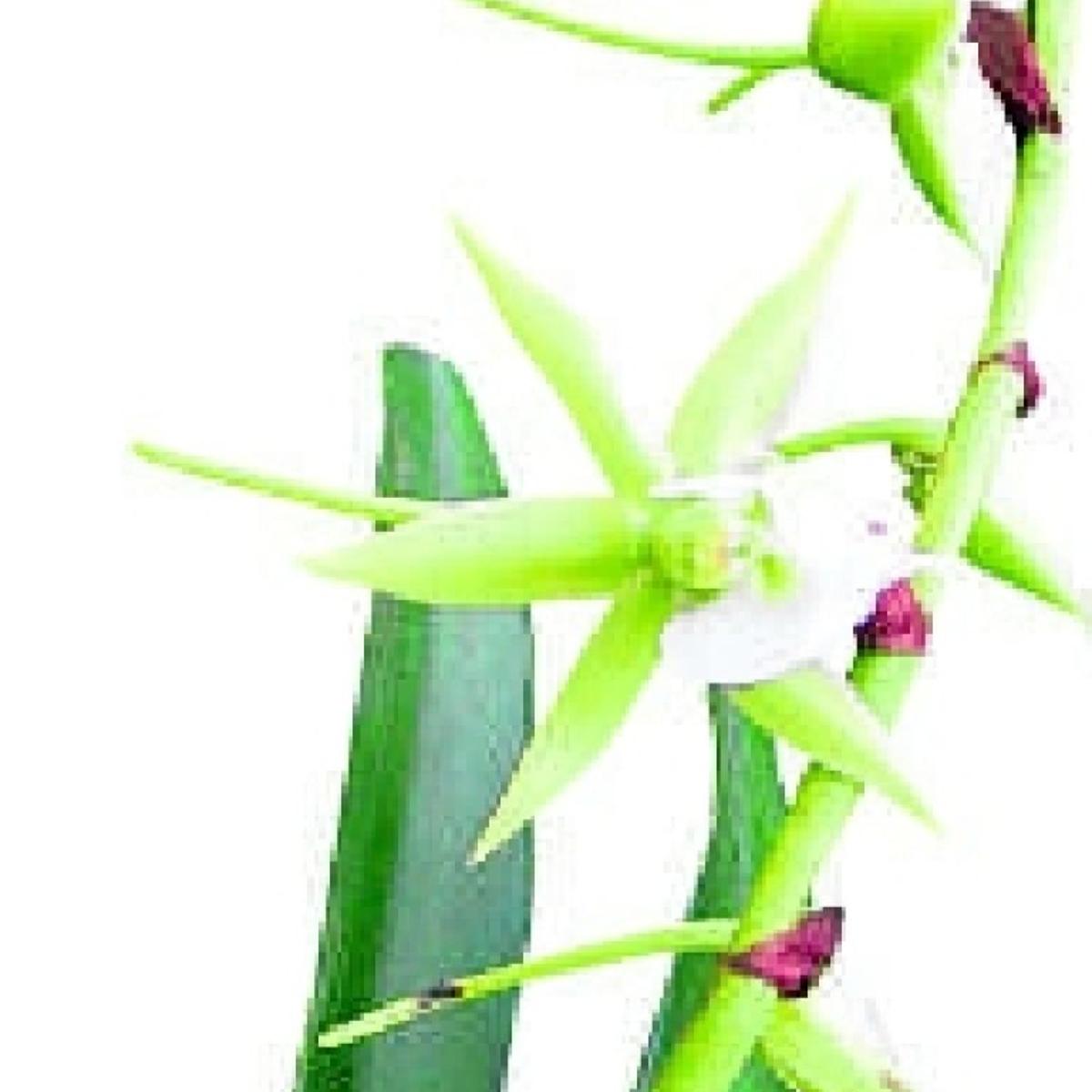 Angraecum Orchids Are Easy To Grow But Hard To Find Richmond Com